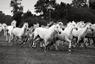 Photo Wallpaper The Mustang Herd
