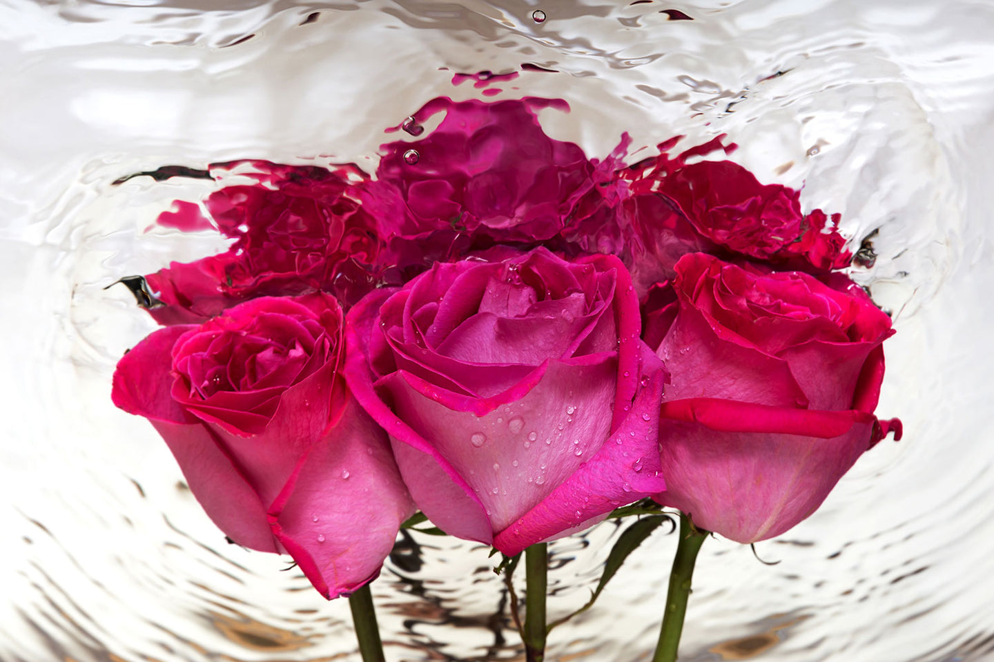 Photo Wallpaper The Rose Reflection