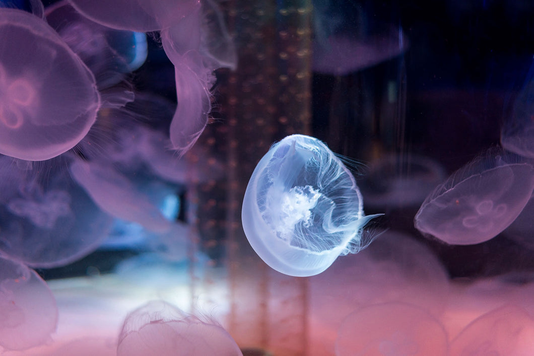 Photo Wallpaper The Beauty Of Jellyfish