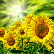 Load image into Gallery viewer, Photo Wallpaper The Sun And The Flowers
