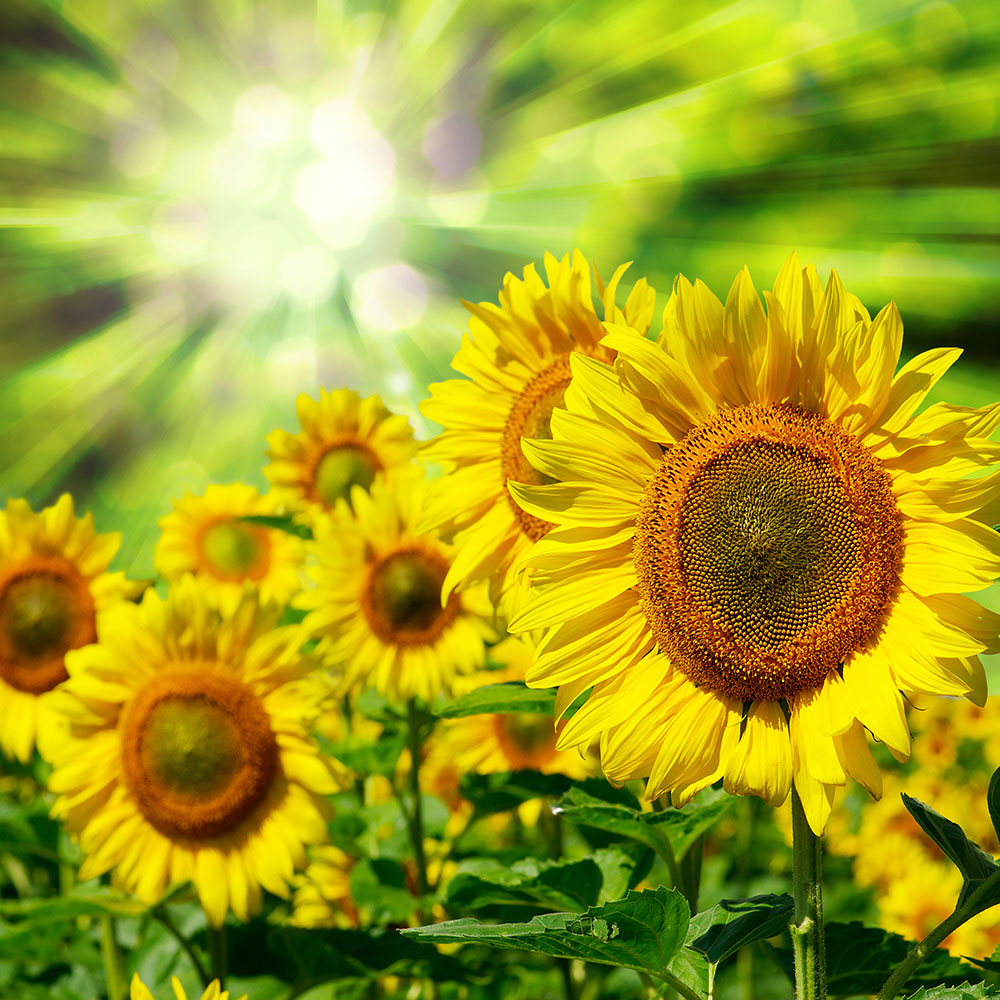 Photo Wallpaper The Sun And The Flowers