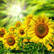 Photo Wallpaper The Sun And The Flowers