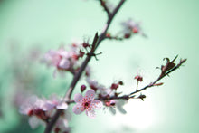 Load image into Gallery viewer, Photo Wallpaper Beautiful Japanese Cherry Blossom
