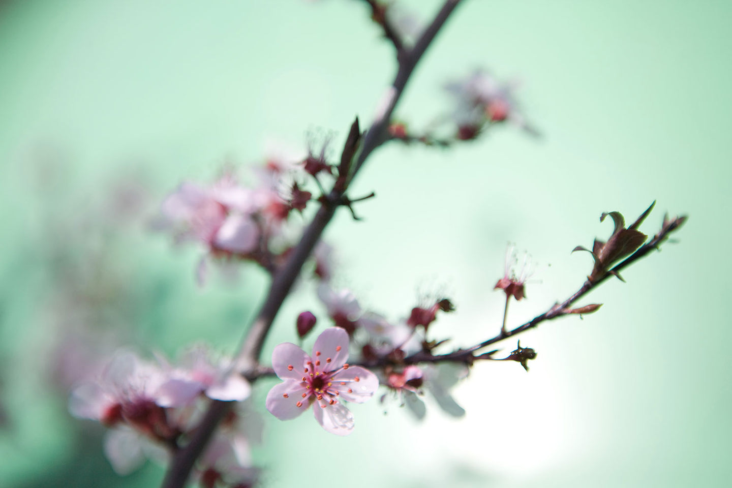 Photo Wallpaper Beautiful Japanese Cherry Blossom