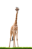 Photo Wallpaper The Long Giraffe