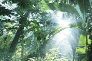 Photo Wallpaper Jungle Star