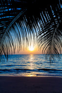 Photo Wallpaper Through The Palm