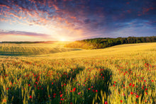 Load image into Gallery viewer, Photo Wallpaper A Flower Field At Sunrise
