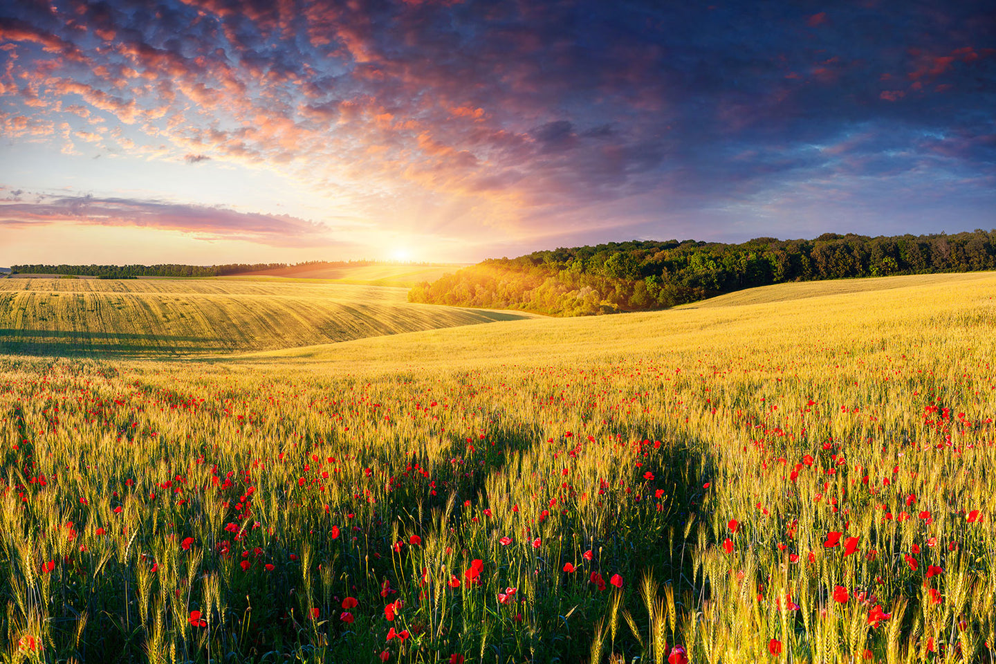 Photo Wallpaper A Flower Field At Sunrise