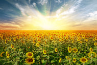 Photo Wallpaper A Field Full Of Sunflowers