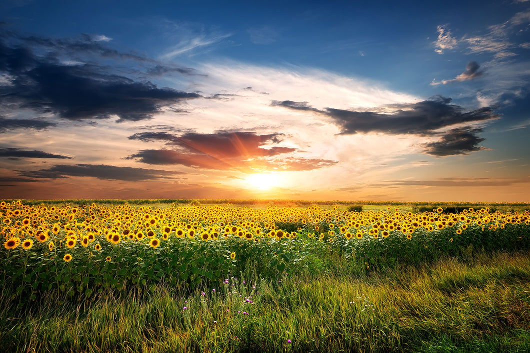 Photo Wallpaper A Field Of Sunflowers
