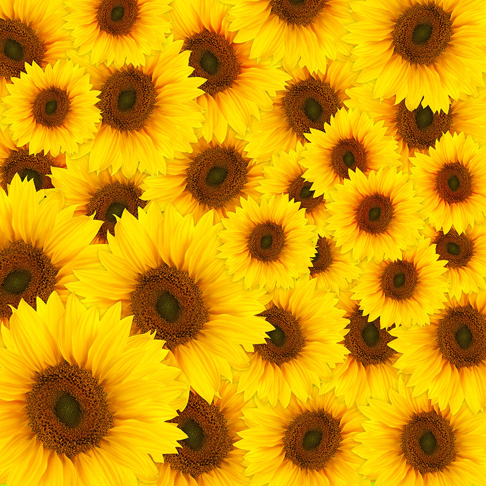 Photo Wallpaper A Bouquet Sunflower