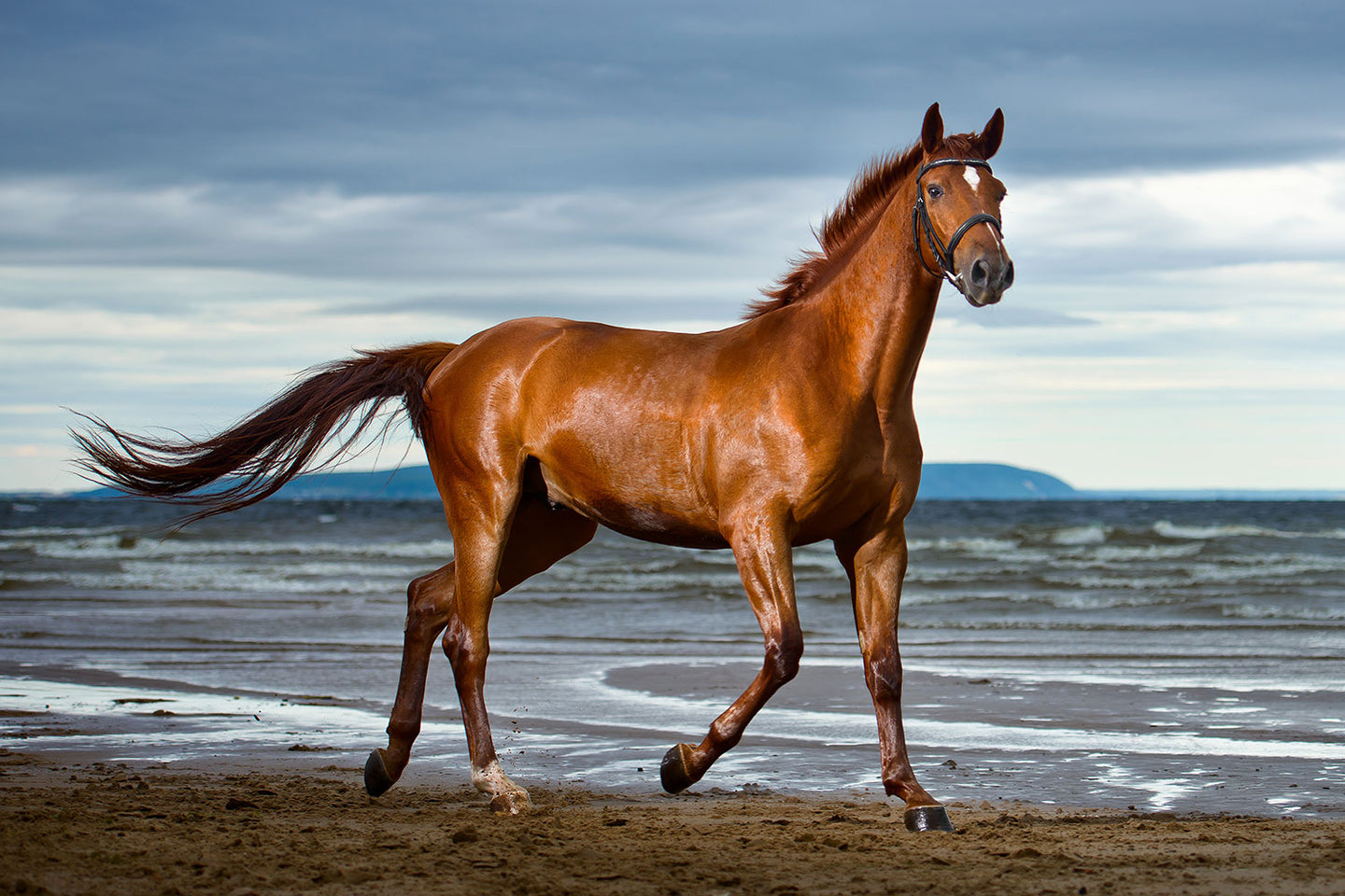 Photo Wallpaper A Thoroughbred At The Sea