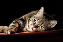 Load image into Gallery viewer, Photo Wallpaper Relaxed Cat

