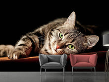 Load image into Gallery viewer, Photo Wallpaper Relaxed Cat
