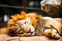 Load image into Gallery viewer, Photo Wallpaper Relaxed Lion
