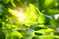 Photo Wallpaper Go Green