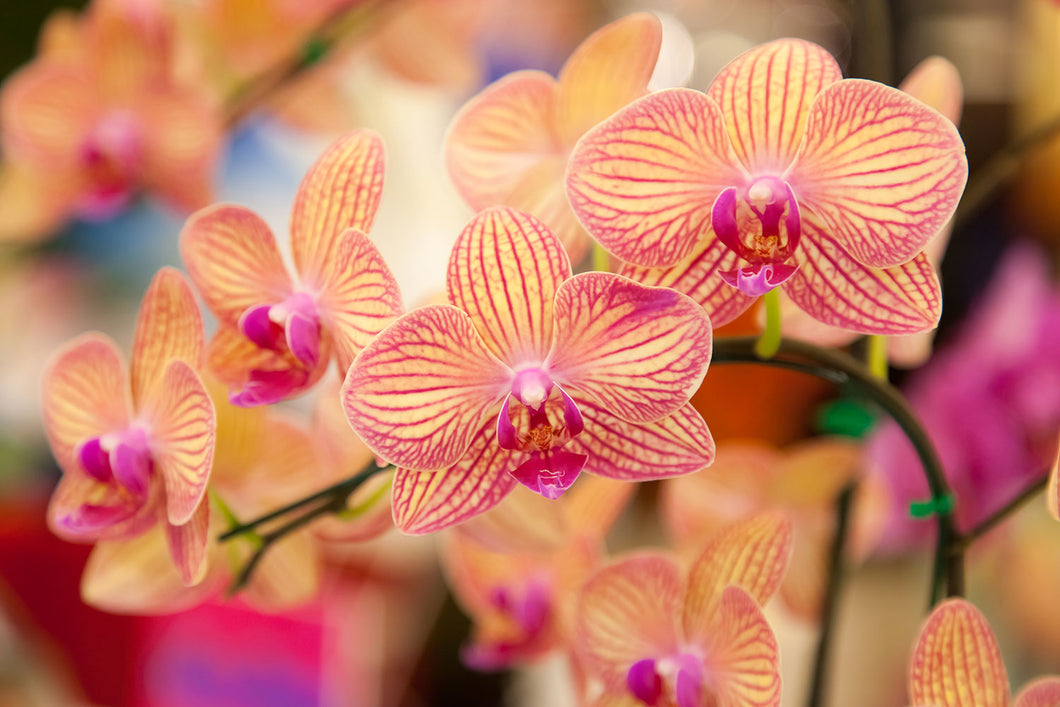 Photo Wallpaper Exotic Orchids