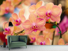 Load image into Gallery viewer, Photo Wallpaper Exotic Orchids
