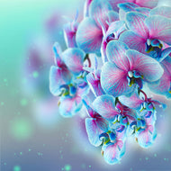 Photo Wallpaper Colored Orchids