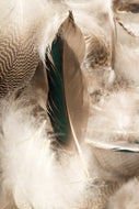 Photo Wallpaper Feathers