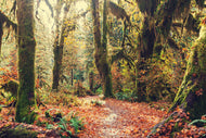 Photo Wallpaper Fairies Forest