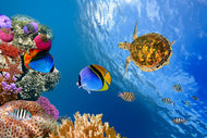 Photo Wallpaper Fish In the Water