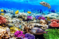 Photo Wallpaper Fish Aquarium