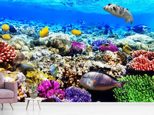 Photo Wallpaper Fish Aquarium