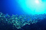 Photo Wallpaper Shoal Of Fish