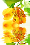 Photo Wallpaper Flowing Orchid Flower