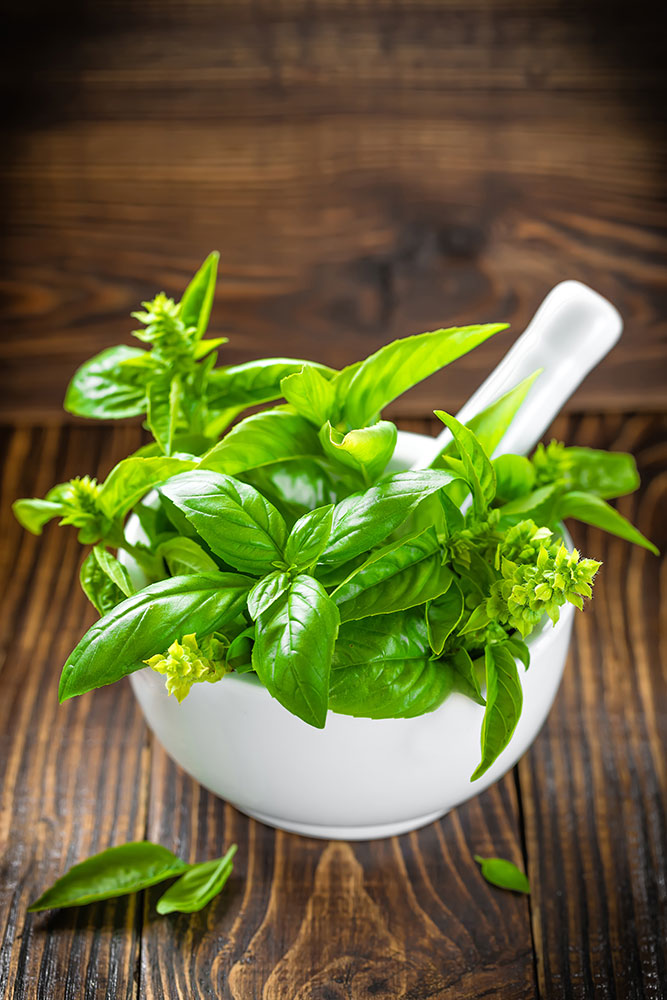 Photo Wallpaper Fresh Basil