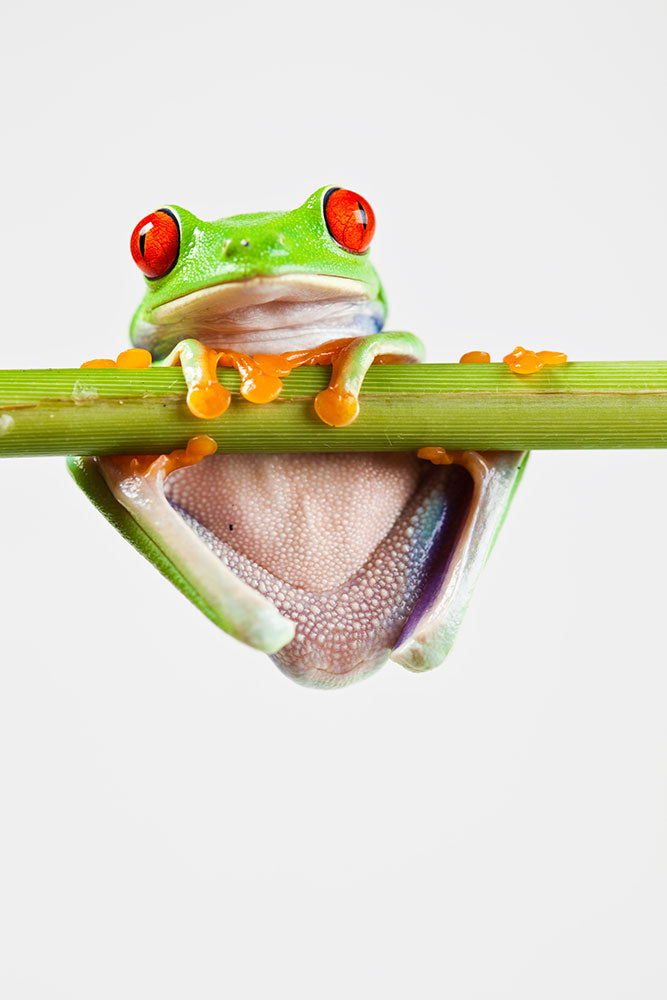 Photo Wallpaper Frog Acrobatics