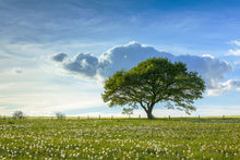 Load image into Gallery viewer, Photo Wallpaper Spring Tree
