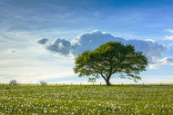 Photo Wallpaper Spring Tree