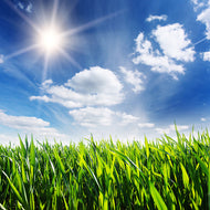 Photo Wallpaper Spring Grass