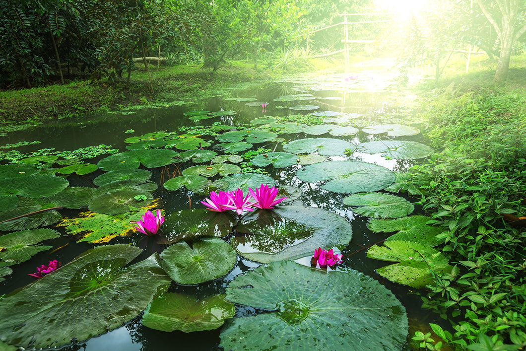 Photo Wallpaper Garden Pond