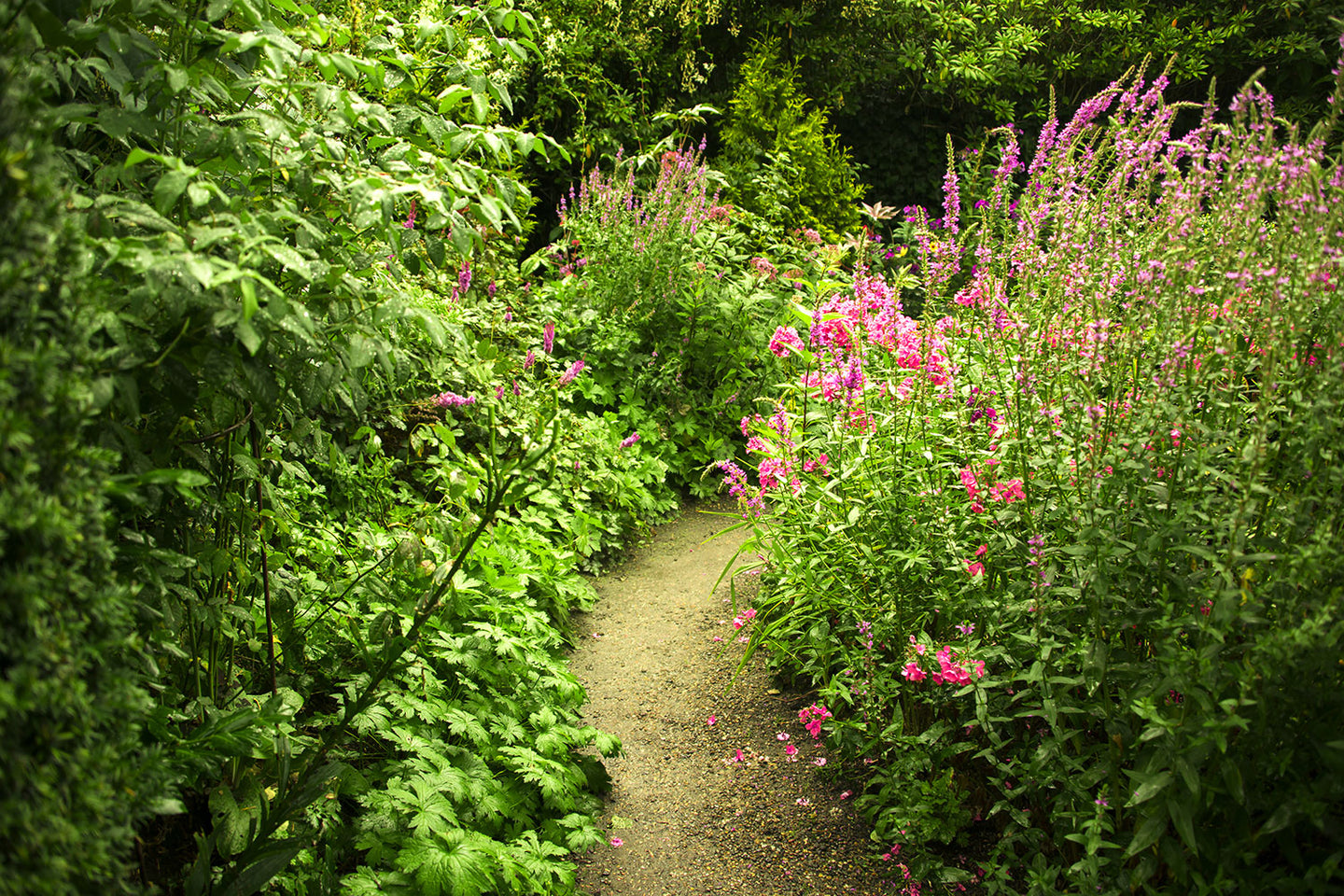 Photo Wallpaper Garden Path