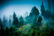 Photo Wallpaper Mysterious Forest