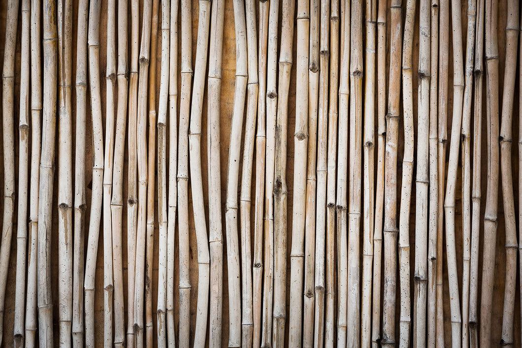 Photo Wallpaper Dried Bamboos
