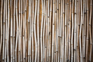 Photo Wallpaper Dried Bamboos