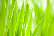Photo Wallpaper Grass XXL