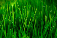 Photo Wallpaper Grass With Morning Dew