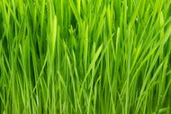 Photo Wallpaper Grass In Morning Dew