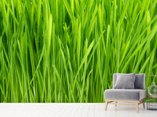 Load image into Gallery viewer, Photo Wallpaper Grass In Morning Dew

