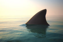 Load image into Gallery viewer, Photo Wallpaper Shark Fin
