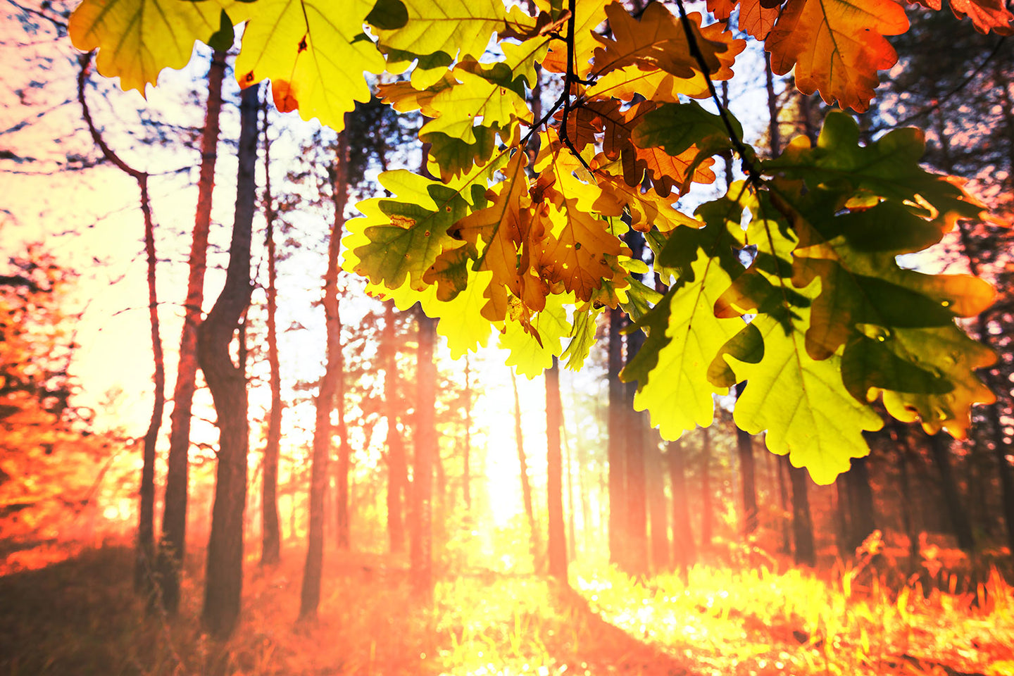 Photo Wallpaper Autumn