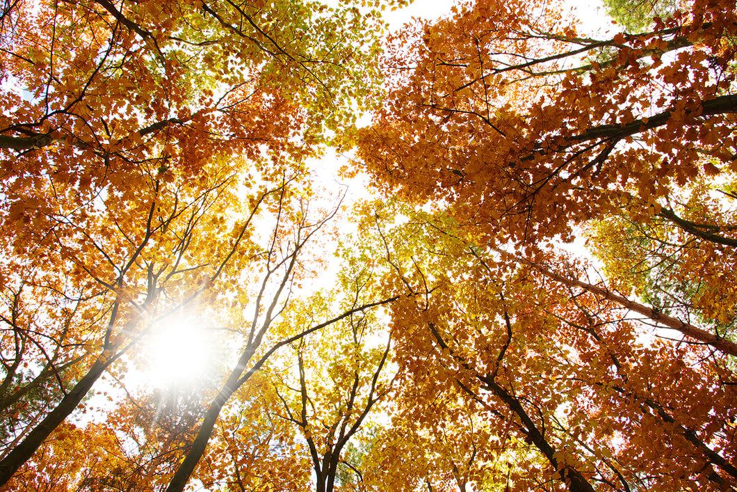 Photo Wallpaper Enlightened Autumn Trees
