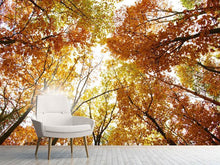 Load image into Gallery viewer, Photo Wallpaper Enlightened Autumn Trees
