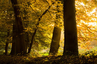 Photo Wallpaper Autumn Leaves